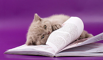 Cat, kitten, kitty, cats, cute, beautiful, paws, cat face, pretty, face, lovely HD wallpaper