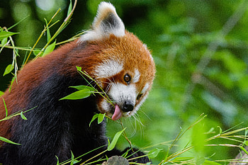 Animals, Food, Branches, Nice, Sweetheart, Little Panda, Small Panda, Fiery Panda HD wallpaper