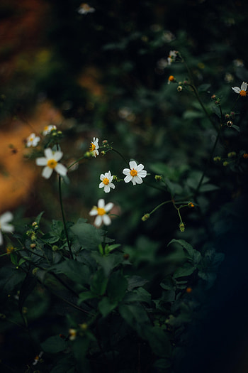 Flowers, Leaves, Petals, Dahlia HD phone wallpaper