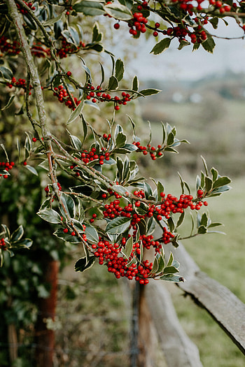 Nature, Leaves, Wood, Tree, Branches, Berry HD phone wallpaper