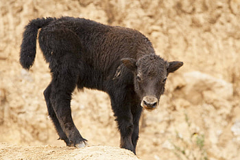 Yak , Wildlife wonders, Animal encyclopedia, Nature's marvels HD wallpaper