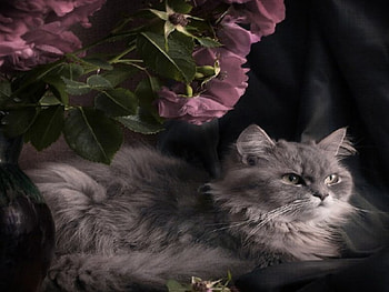it should be happy but angry, kitty, angry, happy, cat, flowers HD wallpaper