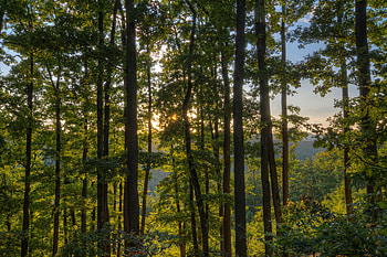 Natural Beauty, blue sky, sunshine, hills, green, trees, forest HD wallpaper