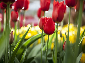 Tulips Fields, fields, bloom, tulips, red HD wallpaper