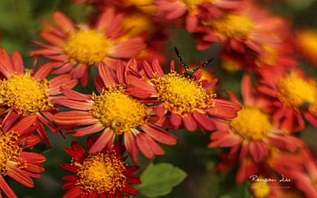 Black moth red blossoms, graphy, , spring, abstract, petals, nature, flowers, , macro HD wallpaper