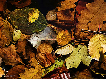 Plants, Background, Autumn, Leaves HD wallpaper