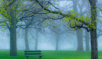 Green Forest, bench, green, foggy, trees, forest HD wallpaper