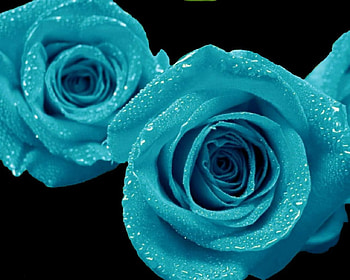 Blue Open Roses, blue, blue roses, roses, open roses HD wallpaper