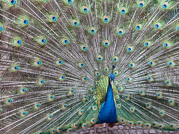 A majestic peacock showcasing its vibrant feather display in full view. HD wallpaper