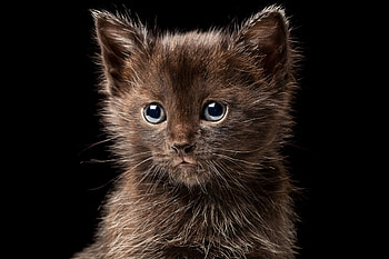 Kitten, animal, black, chocolate, cute, cat, pisica, brown, face HD wallpaper