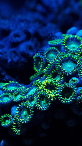 coral , Underwater nature HD phone wallpaper