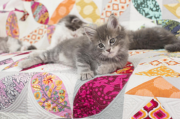 Kittens, kitten, sweet, animal, grey, cute, cat, pisica, bernina katzen, couple HD wallpaper