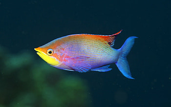 under water, under 2, 1, water HD wallpaper