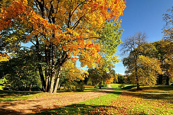 Nature, trees, autumn, sky HD wallpaper