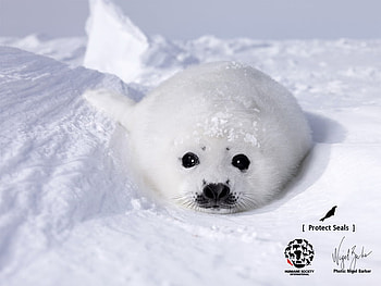 Seal in the Snow, seal, snowy tundra, antarctica, arctic HD wallpaper