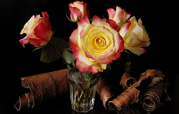 Plants, Flowers, Roses HD wallpaper