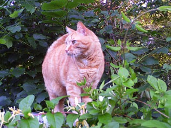 Graceful walk, GREEN, BEAUTIFUL, GARDEN, ORANGE, FRESH, WALK, ANIMALS, BRIGHT DAY, GRACEFUL, LOVE, GINGER, FOREVER, CAT HD wallpaper