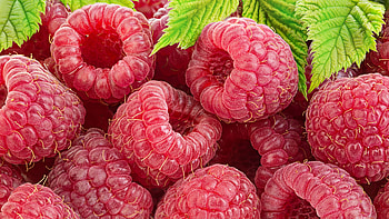 Raspberries, Close up, Painting, Fruits HD wallpaper