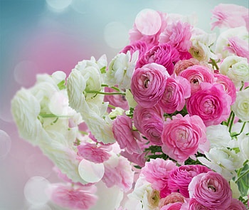 White and pink flowers, Bouquet HD wallpaper