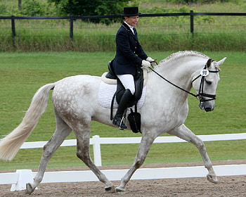 dressage horse, horses, horse, i love horses HD wallpaper