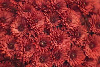 Flowers, Chrysanthemum, Macro HD wallpaper