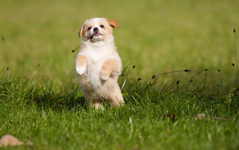animal, dog, puppy, field, green, cute, funny, grass HD wallpaper