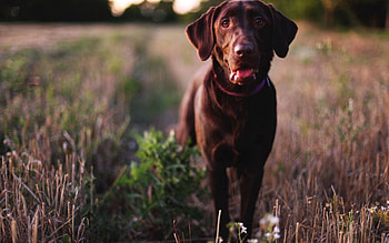 Animals, Dog, Muzzle, Sight, Opinion, Language, Tongue HD wallpaper
