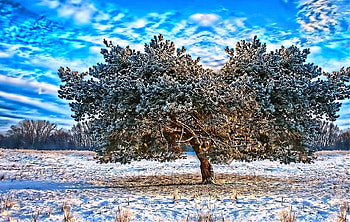 Winter Tree, painted, art, snow, tree HD wallpaper