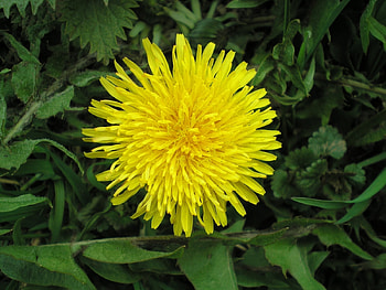 Plants, Flowers, Dandelions HD wallpaper