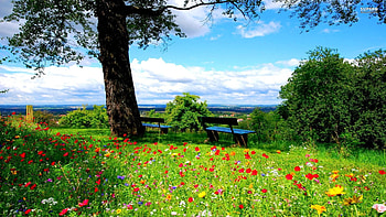 A Beautiful Spring Day, blossoms, poppies, clouds, landscape, trees, meadow, sky HD wallpaper