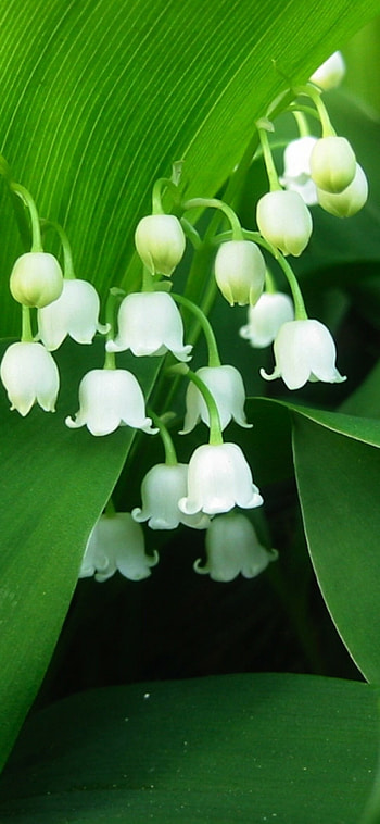Flower, , Vibrant blooms, Floral delight HD phone wallpaper