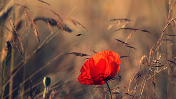 Flowers, Grass, Flower, Bloom, Flowering, Poppy HD wallpaper