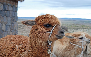Beautiful alpaca, High definition, Mesmerizing , Fluffy fur HD wallpaper