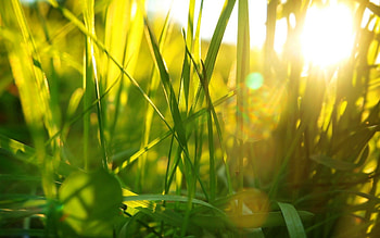 Grass, Plant, Macro, Shine, Light HD wallpaper