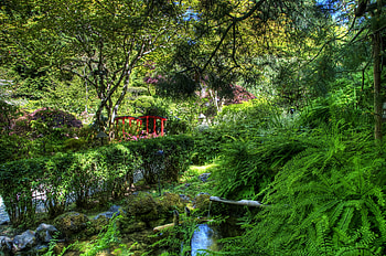 Nature, Bush, Fern, Bridge, Garden, Creek, Brook HD wallpaper