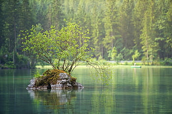 A peaceful isolated tree on a rocky islet surrounded by a calm lake and lush forest. HD wallpaper
