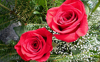 Flowers, Roses, Greens, Gypsophilus, Gipsophile, Needles, Two HD wallpaper