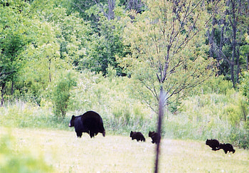 Black Bears in Wisconsin, black bear, bears, wisconsin, countryside HD wallpaper