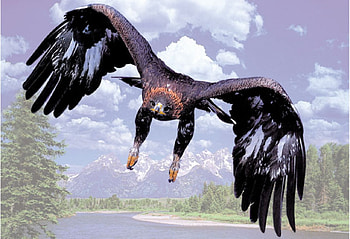 Flawless Flying Machines, animal, wings, bird, clouds, trees, flying, mountain HD wallpaper