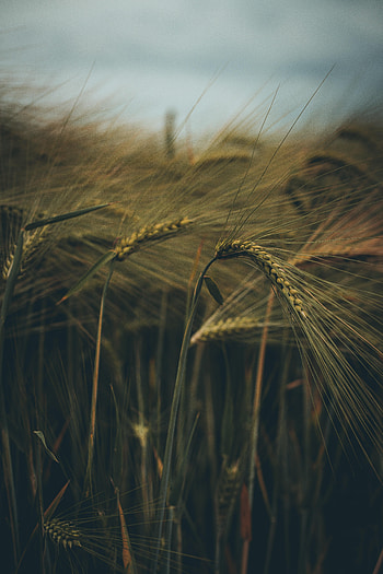 Nature, Grass, Macro, Field, Ear HD phone wallpaper