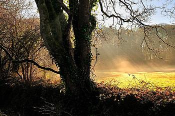 Nature, Sun, Dawn, Wood, Beams, Rays, Tree, Polyana, Glade, Trunk, Ivy HD wallpaper