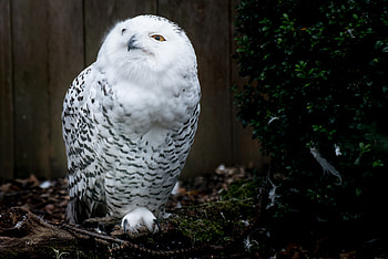 Animals, Owl, Bird, Predator HD wallpaper