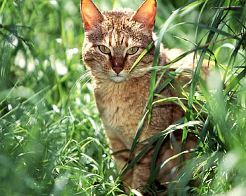 Cat, cats, animals HD wallpaper