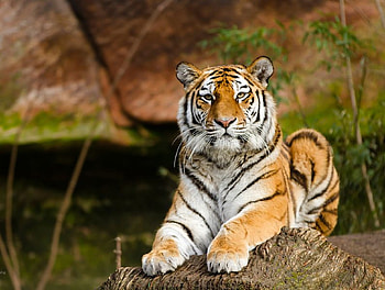 Tiger, Big, Big Cat Tiger Predator Animal Green, Cat, Animal HD wallpaper