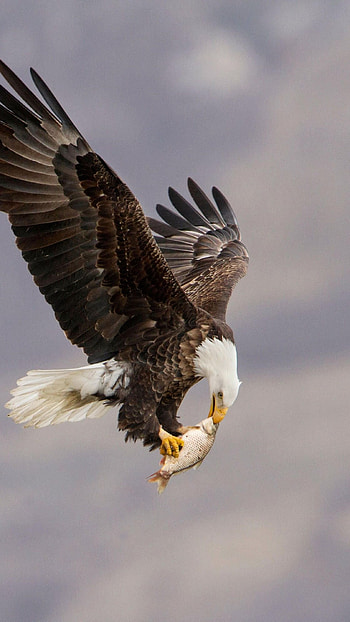 Eagle, Hunter Eagle HD phone wallpaper