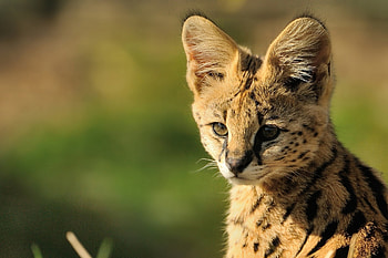 Animals, Cat, Young, Calf, Muzzle, Serval HD wallpaper