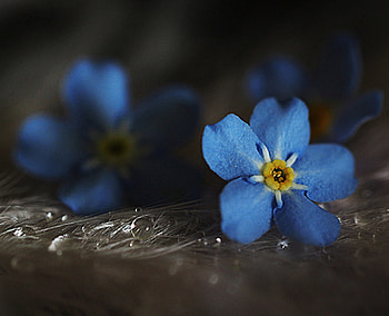 Blue Flower, blue, still life, graphy, cool, flowers, beauty HD wallpaper