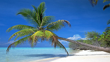 Nature, Shore, Bank, Palm, Branches, Branch, Shadow, Tropics, Slope, Bay, Blue Water, Heat, Incline HD wallpaper