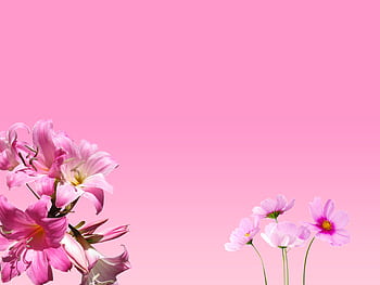 Beautiful pink flowers against a pink gradient backdrop, perfect for a vibrant and delicate . HD wallpaper