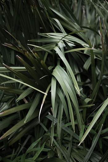 Grass, Leaves, Plant, Macro, Blur, Smooth, Close-Up HD phone wallpaper